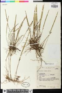 Image of Octomeria bradei