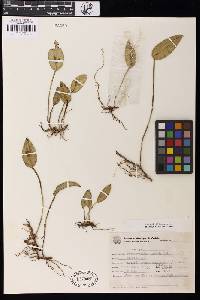 Image of Acianthera luteola