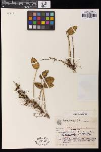 Image of Acianthera exarticulata