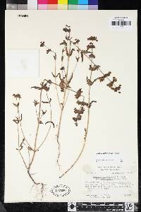 Collinsia heterophylla image