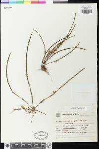 Image of Octomeria palmyrabellae