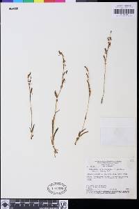 Image of Habenaria culicina