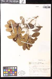 Image of Aspidosperma gomezianum