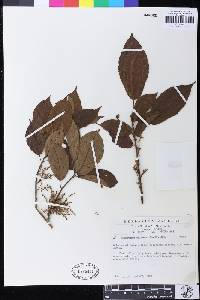 Macaranga spinosa image