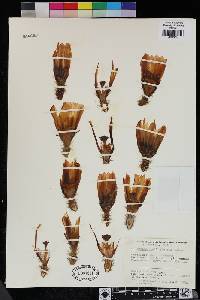 Echinocereus berlandieri image