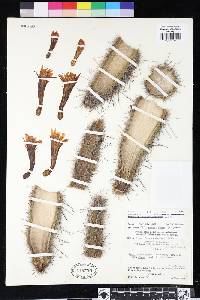 Cleistocactus acanthurus image