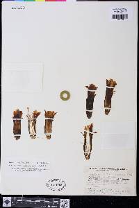 Oreocereus leucotrichus image