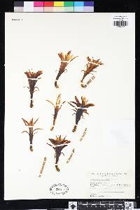 Image of Disocactus martianus