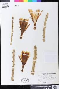 Disocactus cinnabarinus image
