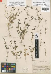 Antirrhinum pusillum image