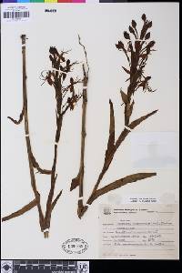 Image of Habenaria macronectar