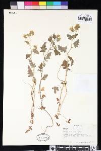 Phacelia rattanii image