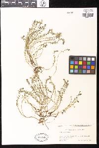 Sedum japonicum subsp. oryzifolium image