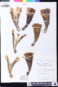 Echinopsis chiloensis image