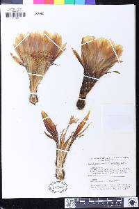 Echinopsis tarijensis image