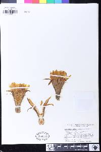 Image of Echinopsis formosa