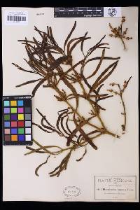 Phoradendron carneum image