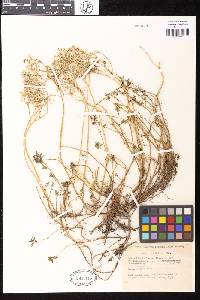 Sedum japonicum subsp. oryzifolium image