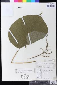 Macaranga capensis image