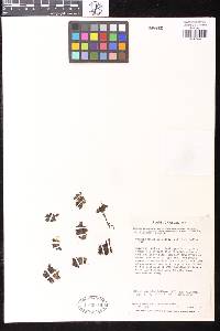 Drosera uniflora image