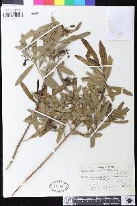 Sapium haematospermum image