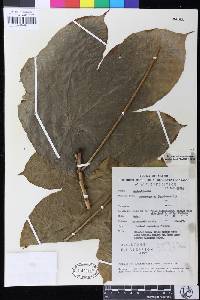 Image of Macaranga hypoleuca