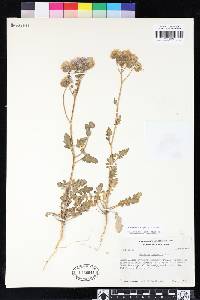 Phacelia crenulata var. ambigua image