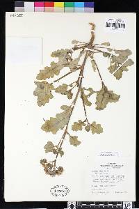 Phacelia crenulata image