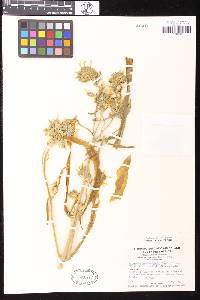 Kalanchoe rotundifolia image