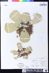 Pistia stratiotes image