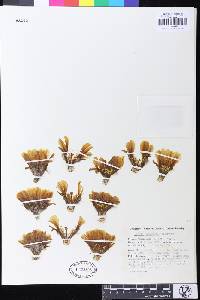 Echinopsis jajoana image