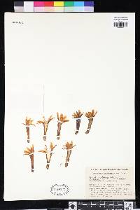 Cleistocactus acanthurus image