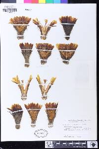 Echinopsis formosa image