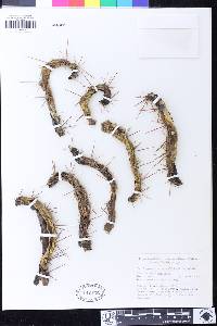 Image of Echinopsis cuzcoensis