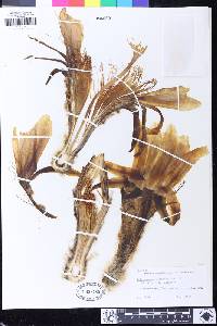 Echinopsis pachanoi image