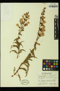 Penstemon spectabilis image