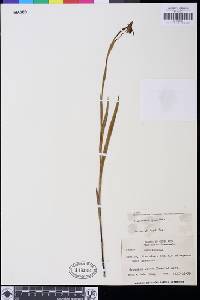 Habenaria trifida image