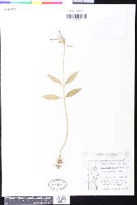 Ceropegia achtenii image