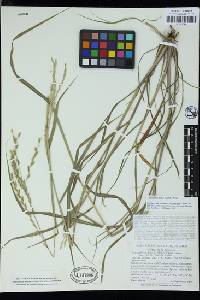 Leptochloa dubia image