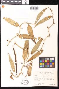 Image of Vanilla tahitensis