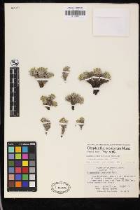 Oreocarya roosiorum image
