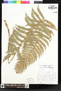 Polystichum californicum image