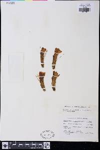 Oreocereus leucotrichus image