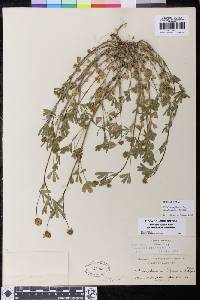 Trifolium bifidum image