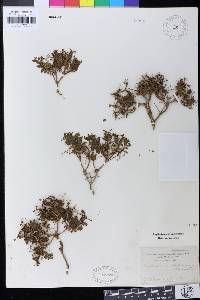 Image of Euphorbia acanthothamnos