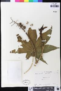 Ricinus communis image