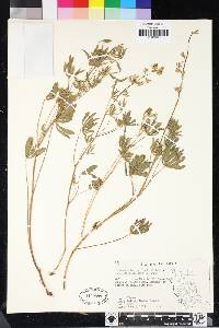 Lupinus arbustus image