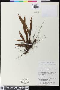 Elaphoglossum nigrocostatum image