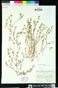 Plagiobothrys salsus image