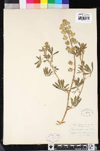 Lupinus arboreus image